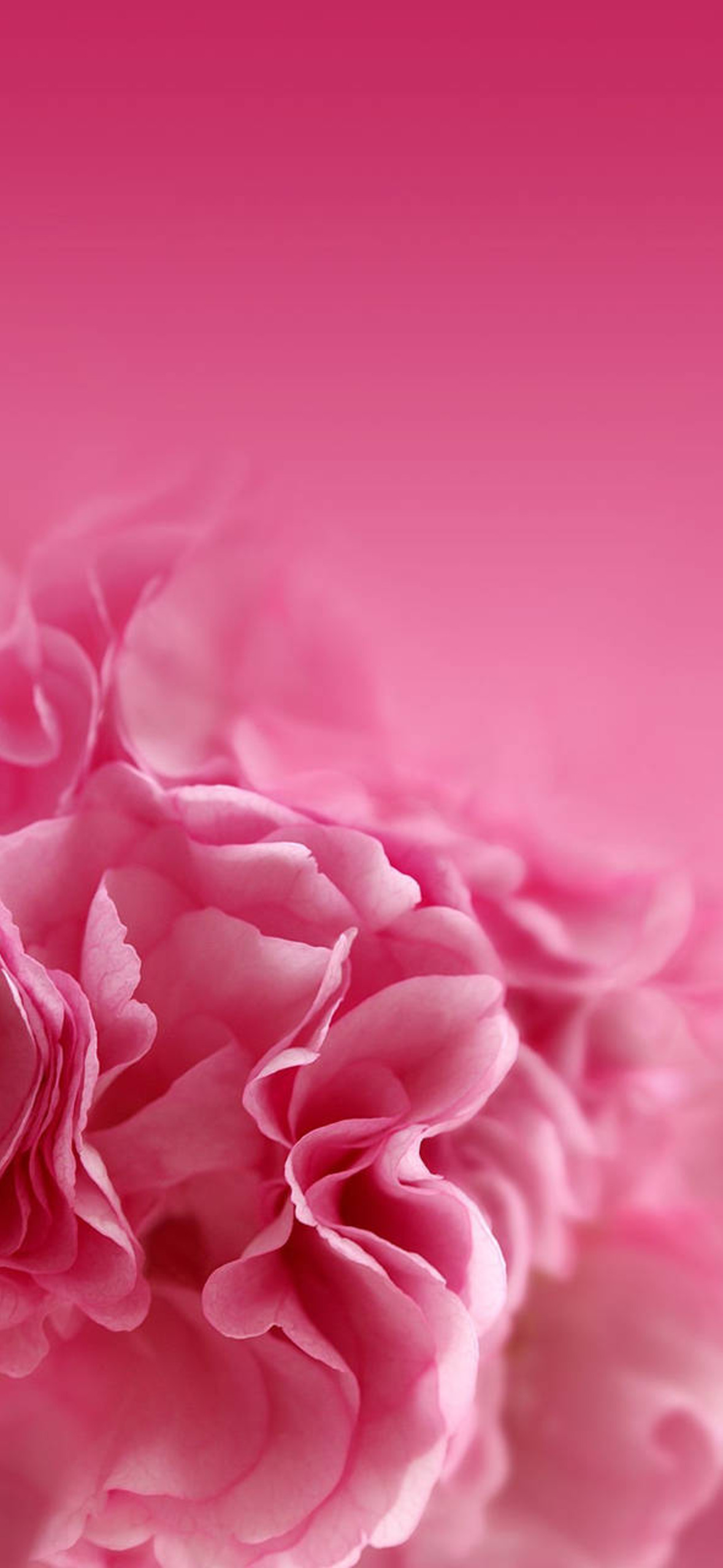 Carnation Cute Pink Flower Xfcvrta Ultra HD iPhone 16 Wallpaper