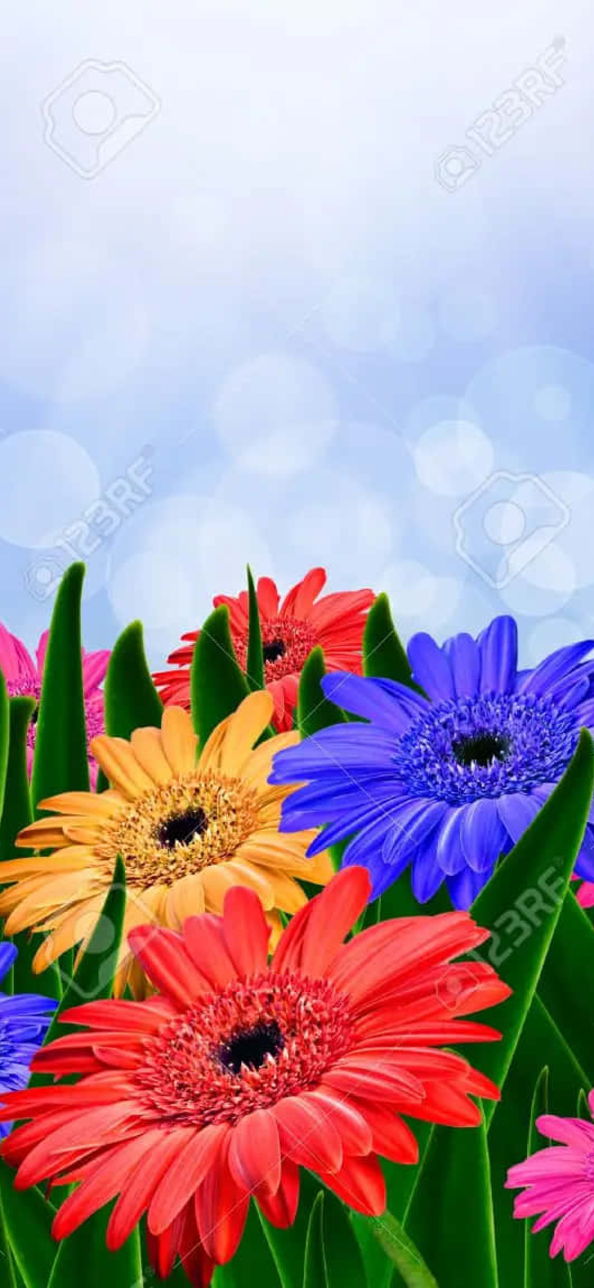 Colorful Daisies O Ultra HD iPhone 16 Wallpaper