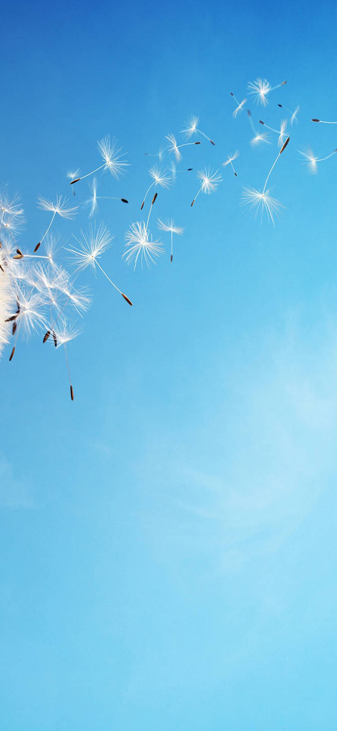 Dandelion And Dragonflies Lkwrnotiezevho Ultra HD iPhone 16 Wallpaper