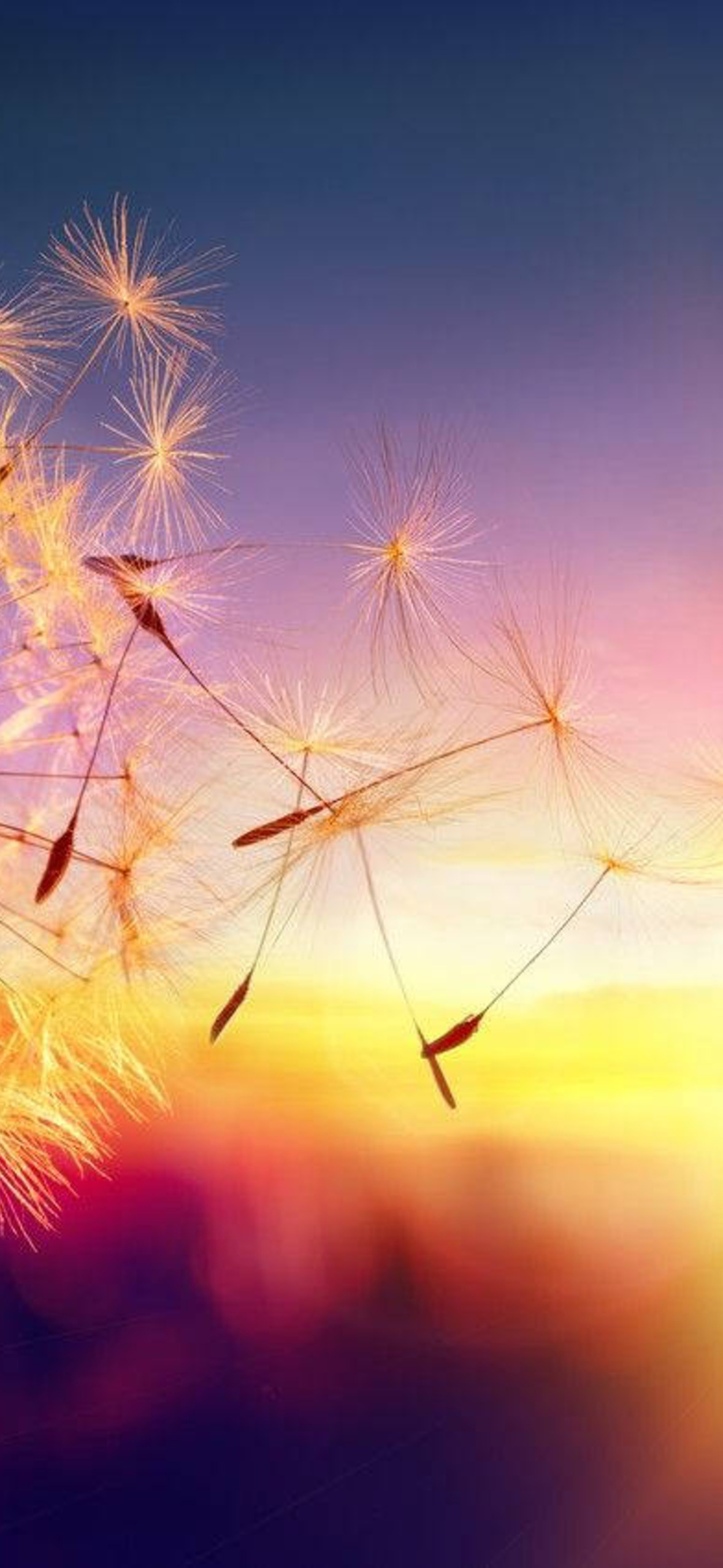 Dandelion Flower And Scenic Sunset Iorx Ultra HD iPhone 16 Wallpaper