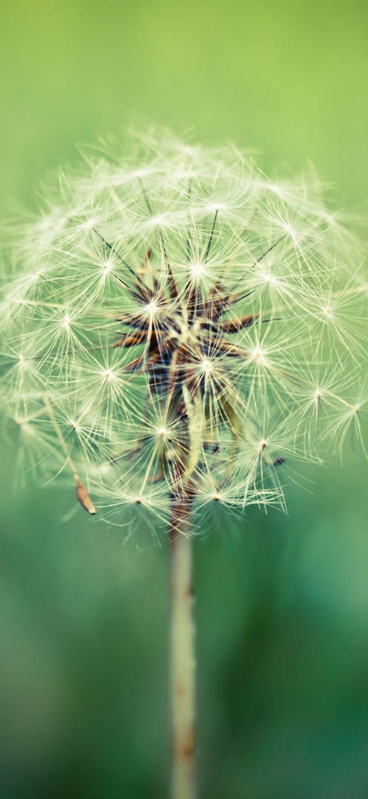 Dandelion White Petal Floaties I Ultra HD iPhone 16 Wallpaper
