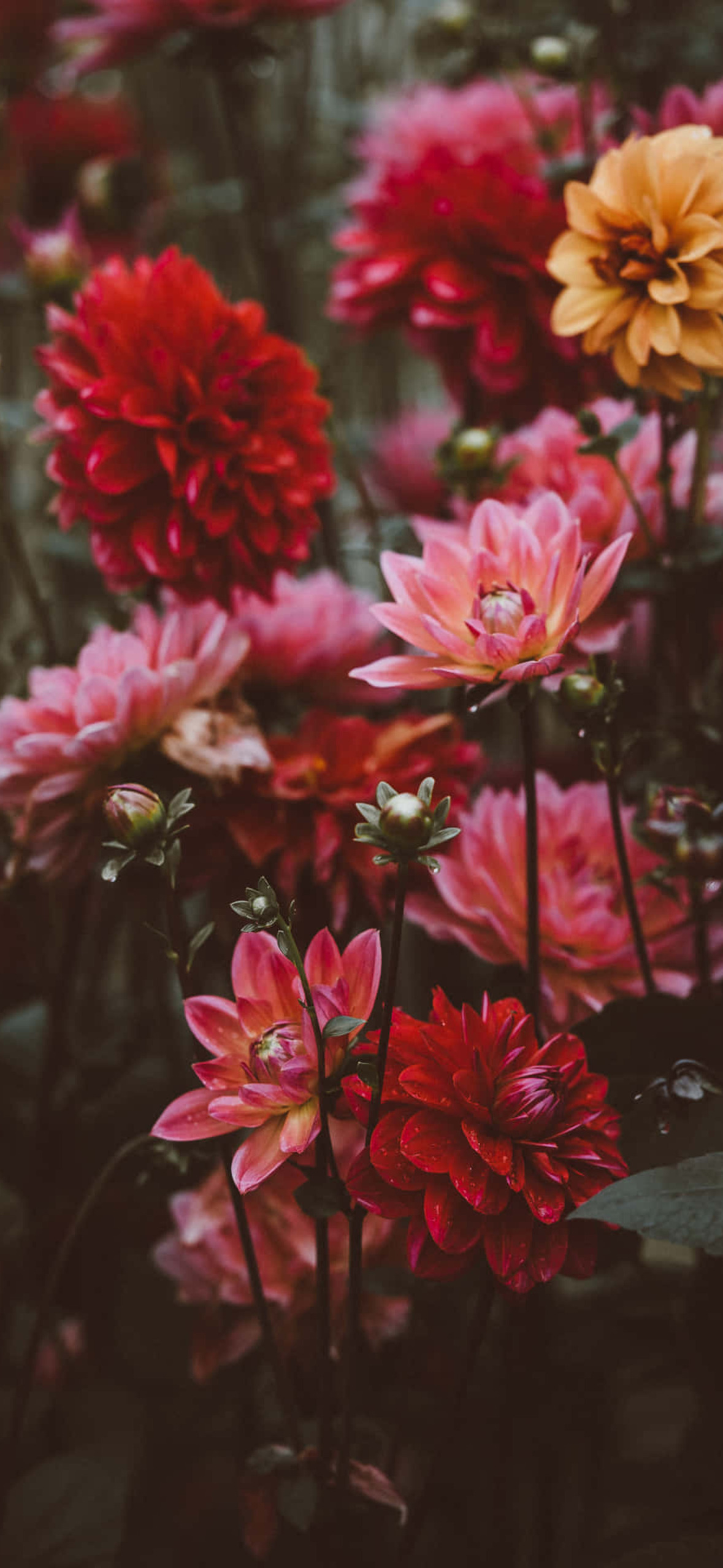 Google Pixel In Bloom Collection Colorful Flowers Ultra HD iPhone 16 Wallpaper