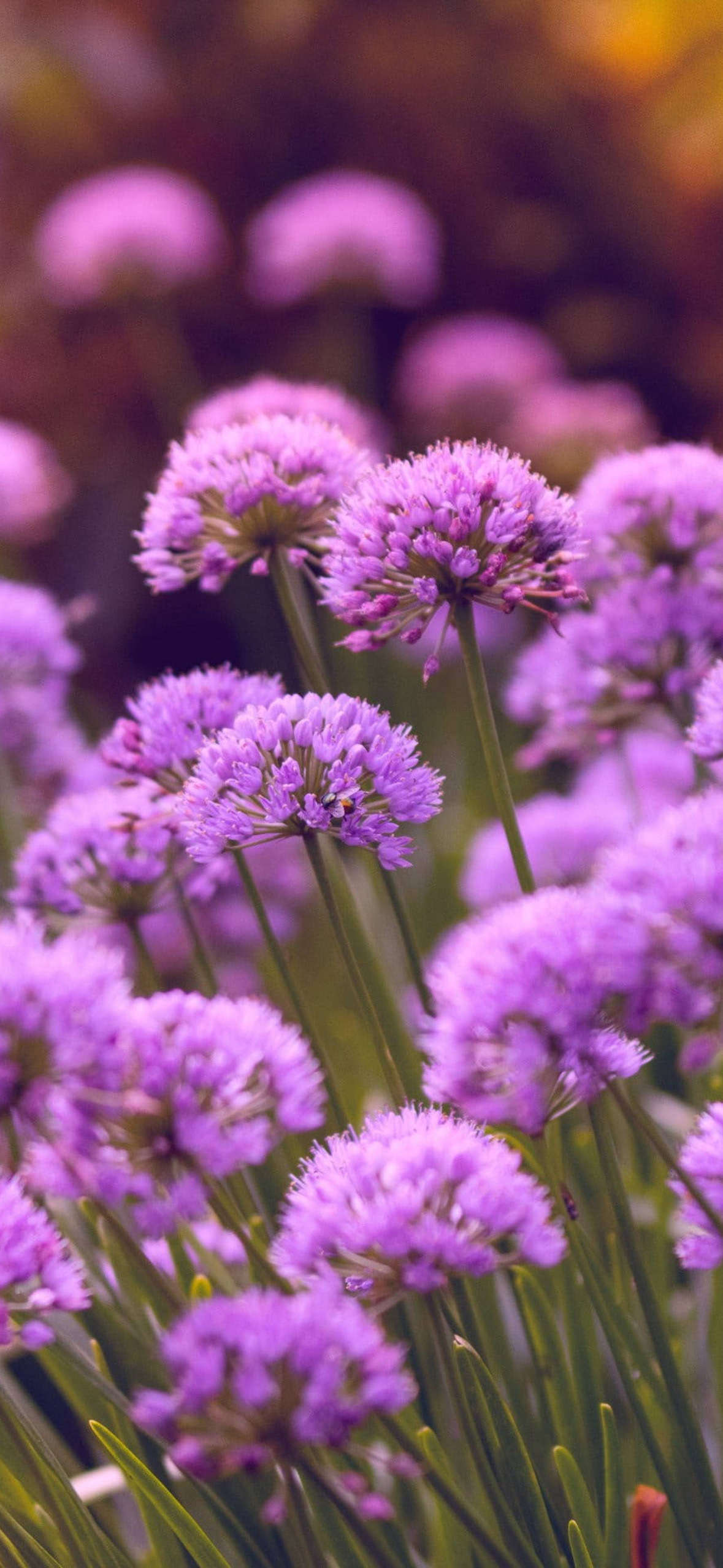 Purple Allium Flowers Dxlhxrcc Ultra HD iPhone 16 Wallpaper