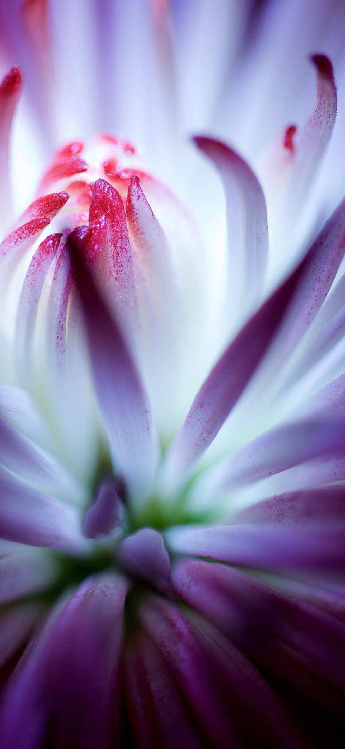 Purple Flowers Great Macro Shot Xgbdi Ultra HD iPhone 16 Wallpaper