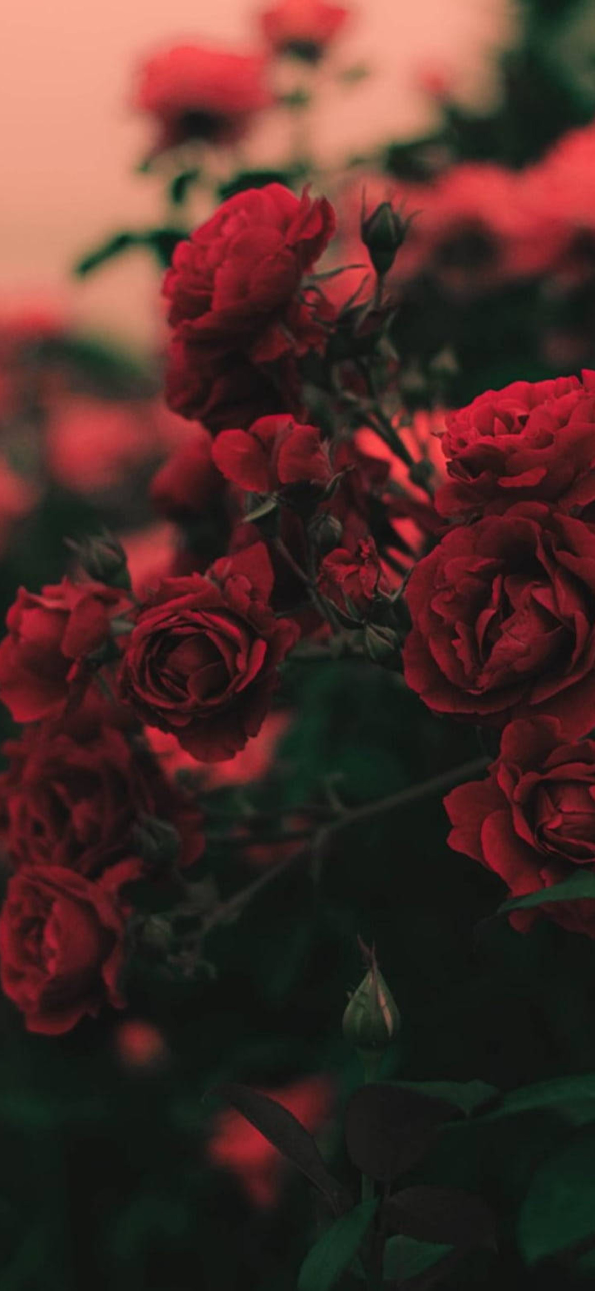 Red Roses Flowers Aesthetic Redh Ultra HD iPhone 16 Wallpaper
