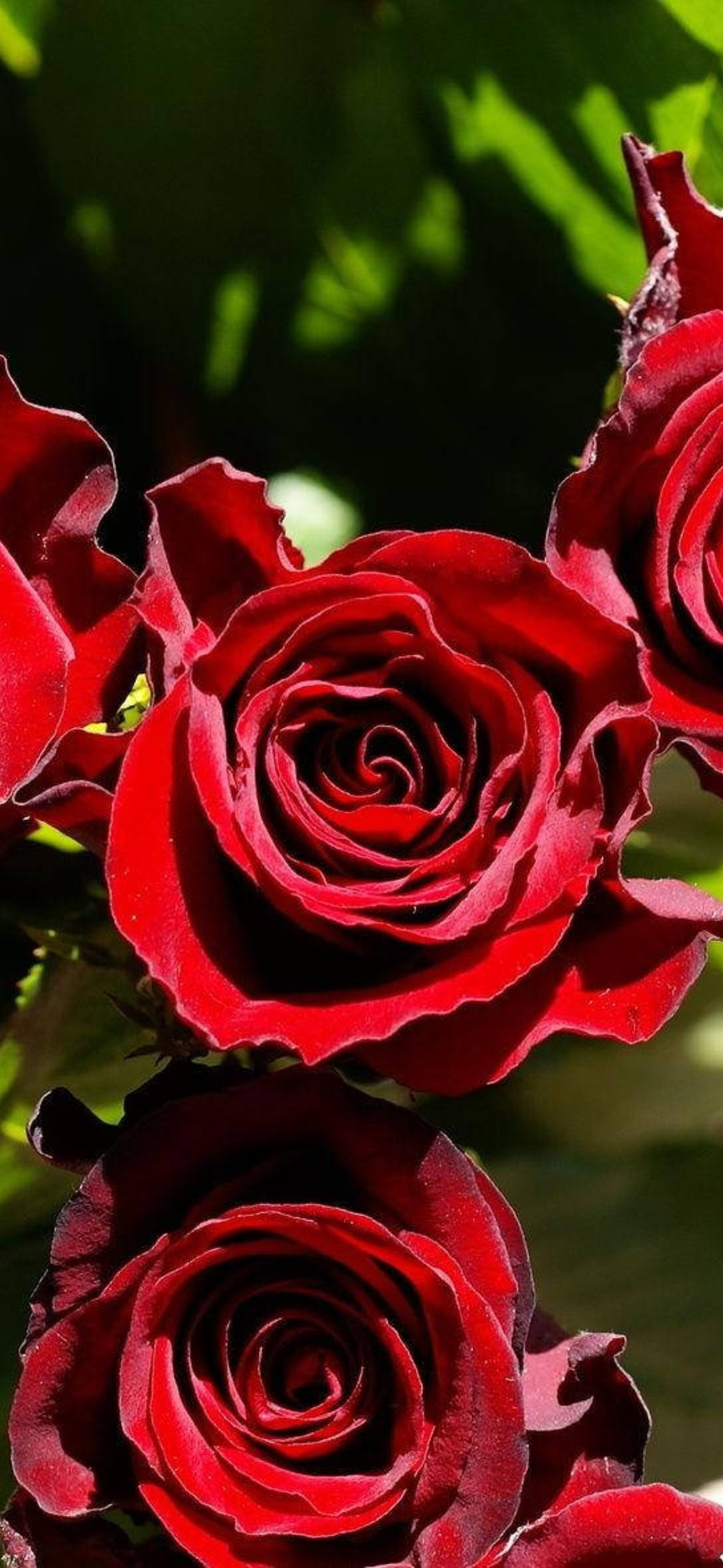 Sharp Red Roses Ultra HD iPhone 16 Wallpaper