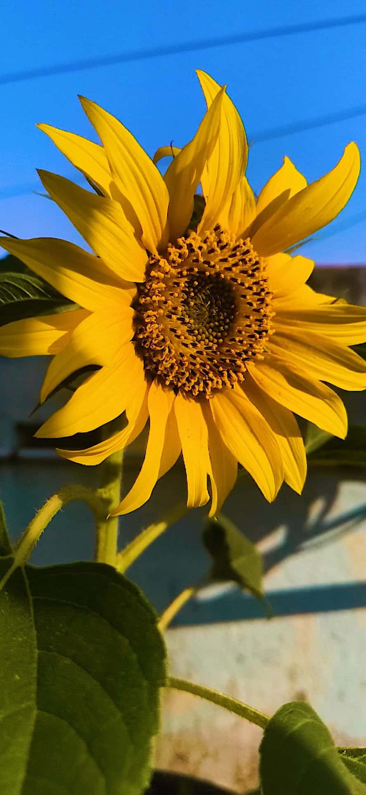Sunflower Olxfaa Ultra HD iPhone 16 Wallpaper