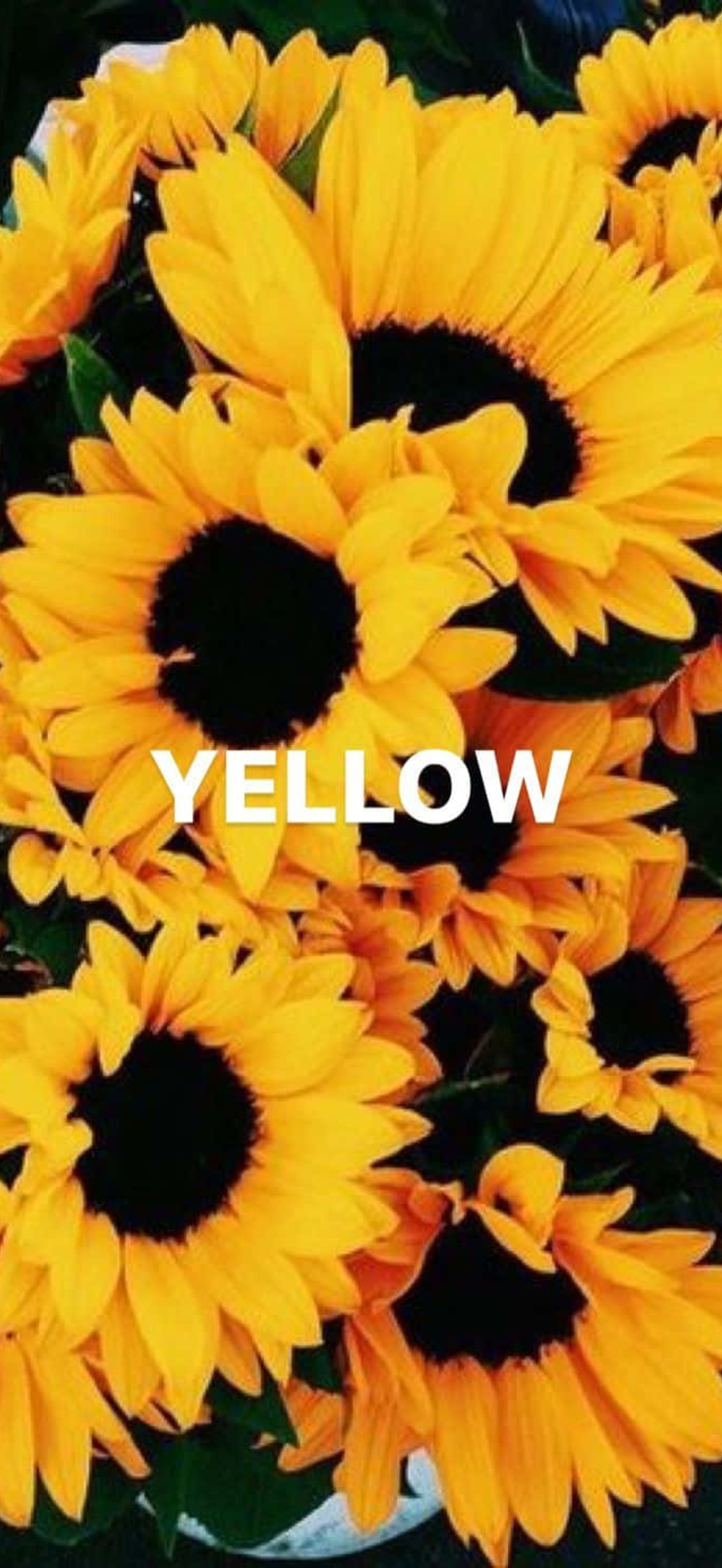 Sunflower Yellow Tumblr Aesthetic Ultra HD iPhone 16 Wallpaper