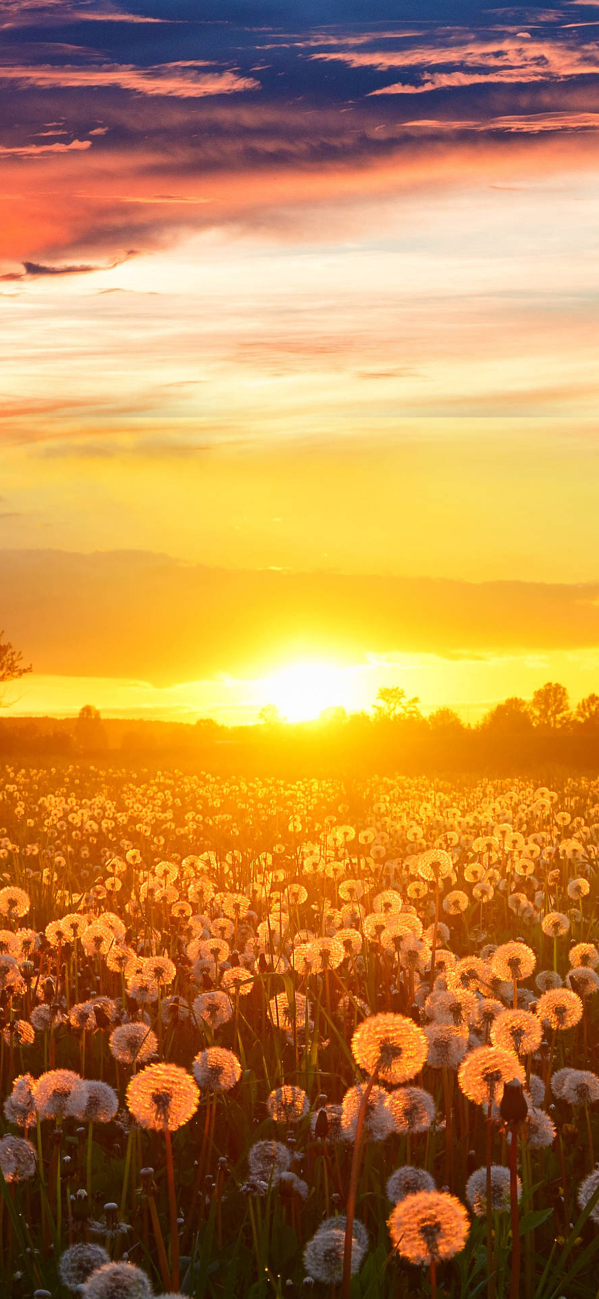 Sunset Dandelion Field4 K Ultra H D Ultra HD iPhone 16 Wallpaper