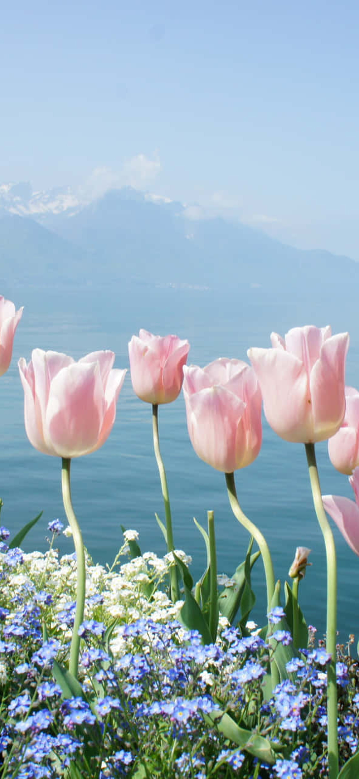 Tender Pink Roses Ultra HD iPhone 16 Wallpaper