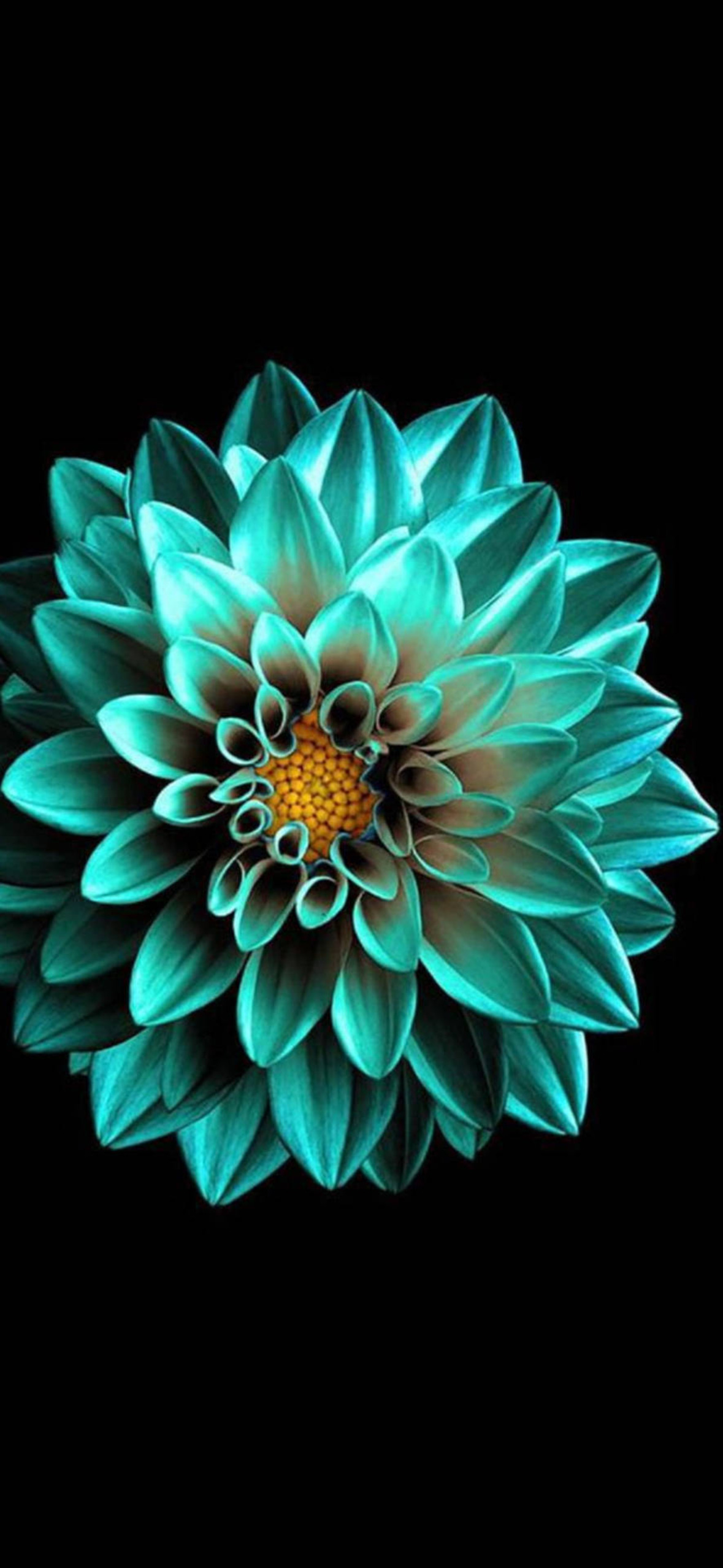 Turquoise Flower 2k Amoled Ultra HD iPhone 16 Wallpaper